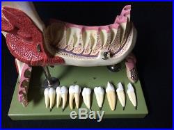 SOMSO ES21 Right Lower Jaw with Muscles & Teeth Anatomical Model, 14 parts (ES 21)