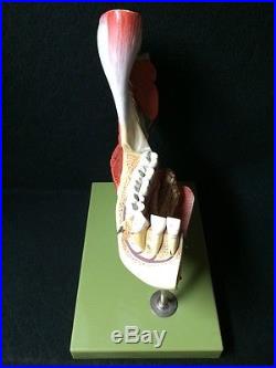 SOMSO ES21 Right Lower Jaw with Muscles & Teeth Anatomical Model, 14 parts (ES 21)
