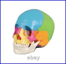Skull Model Anatomical Human Skull Medical Skeleton Anatomy 11 22parts 1PC