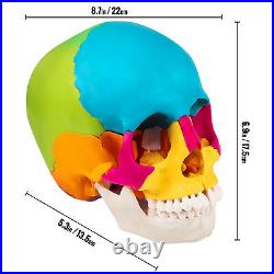 VEVOR Human Skull Model Anatomical Skull Model 22 Parts 11 Colored Skeleton
