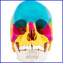 VEVOR Human Skull Model Anatomical Skull Model 22 Parts 11 Colored Skeleton