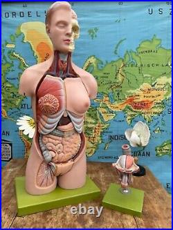 Vintage SOMSO TORSO anatomical model educational school MALE & FEMALE PARTS