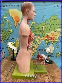 Vintage SOMSO TORSO anatomical model educational school MALE & FEMALE PARTS