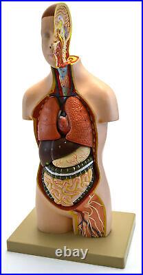 Youth Torso Anatomical Model with Head, 9 parts, Half-Size, Approx. 18 Height